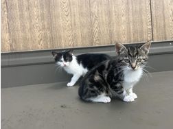 Babykatzen - Mischlingskatzen - Bild 1
