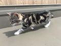 Babykatzen - Mischlingskatzen - Bild 2