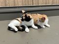 Babykatzen - Mischlingskatzen - Bild 3