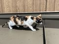 Babykatzen - Mischlingskatzen - Bild 4