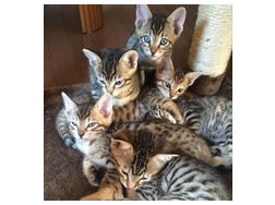 Entzckende Savannah Katzen - Mischlingskatzen - Bild 1