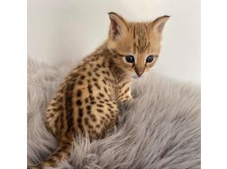 Gesunde Savannah Katzen - Mischlingskatzen - Bild 1
