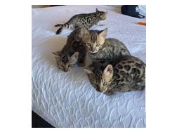 Reinrassige Savannah Katzen verkaufen - Mischlingskatzen - Bild 1