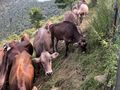 Berghaus Alleinlage Bergen Bergamo - Haus mieten - Bild 5