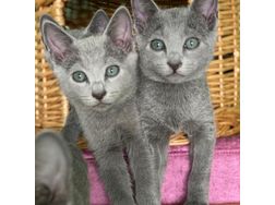 Schne Russisch Blau Katze verfgbar - Mischlingskatzen - Bild 1