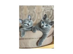 Gesunde Russisch Blau Katze - Mischlingskatzen - Bild 1