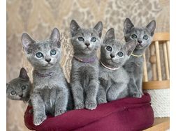Reinrassige Russisch Blau Katze verkaufen - Mischlingskatzen - Bild 1