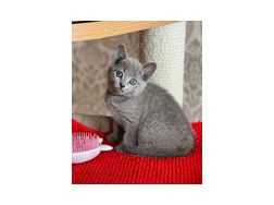 Wunderschne Russisch Blau Katze - Mischlingskatzen - Bild 1