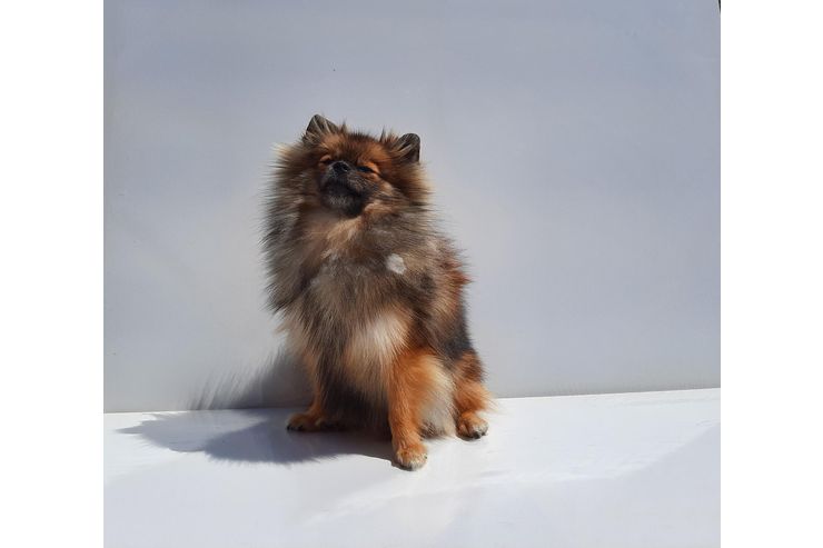 Zwergspitz Junghund Hndin 10 Mon liebe - Rassehunde - Bild 1