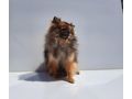 Zwergspitz Junghund Hndin 10 Mon liebe - Rassehunde - Bild 2