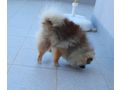 Zwergspitz Junghund Hndin 10 Mon liebe - Rassehunde - Bild 3