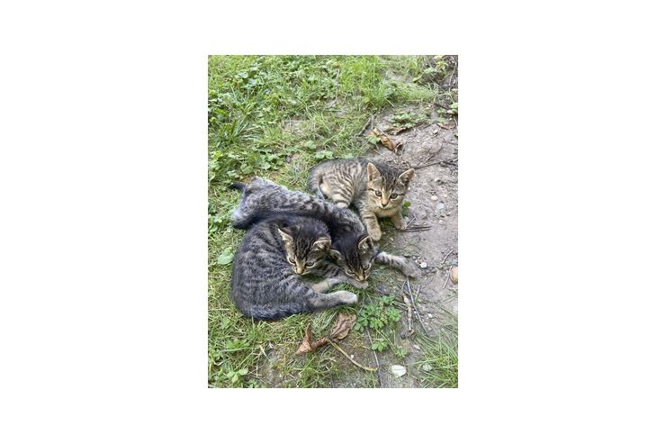Baby Katzen verschenken - Mischlingskatzen - Bild 1