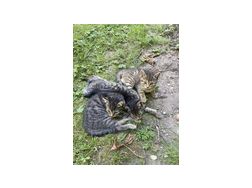 Baby Katzen verschenken - Mischlingskatzen - Bild 1