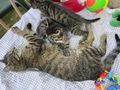 Baby Katzen verschenken - Mischlingskatzen - Bild 2