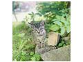 Baby Katzen verschenken - Mischlingskatzen - Bild 3