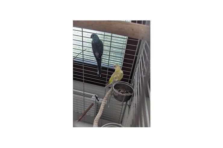 2xSingsittiche m w Voliere verfgbar - Sittiche - Bild 1