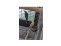 2xSingsittiche m w Voliere verfgbar - Sittiche - Bild 1