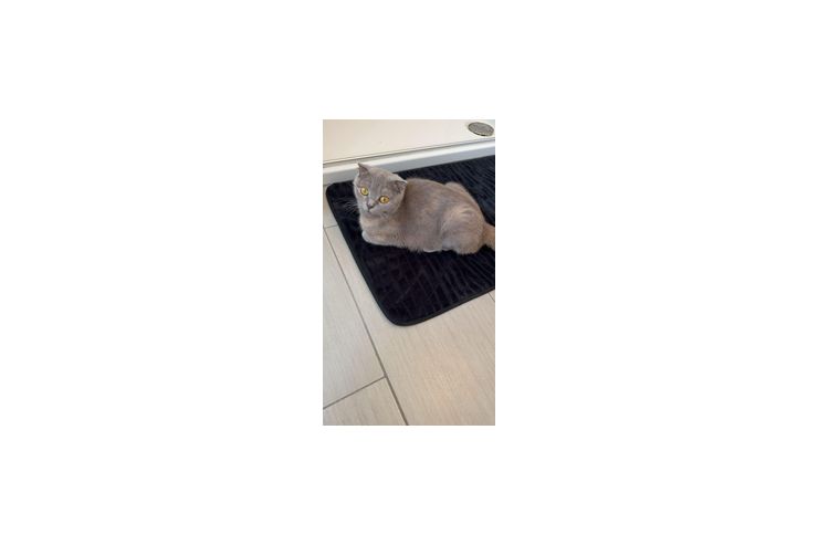 2 BKH Mix Hause - Mischlingskatzen - Bild 1