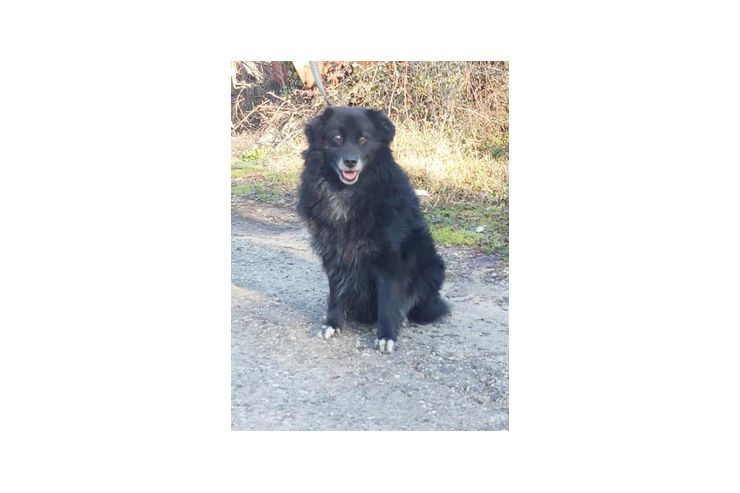 Vito wnscht IHRE Hilfe NOTFALL - Mischlingshunde - Bild 1