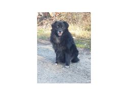 Vito wnscht IHRE Hilfe NOTFALL - Mischlingshunde - Bild 1