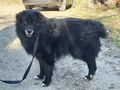Vito wnscht IHRE Hilfe NOTFALL - Mischlingshunde - Bild 2