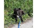 Berna Teil IHRES Lebens - Mischlingshunde - Bild 4