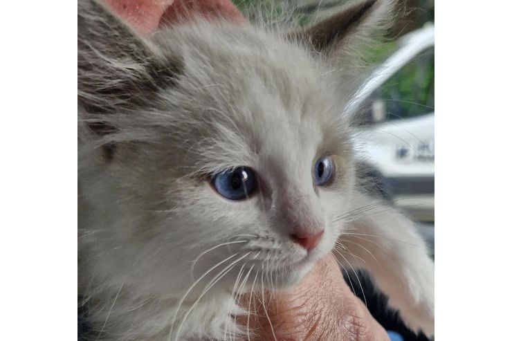 5 Monate alter Ragdollkater - Rassekatzen - Bild 1