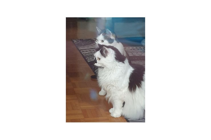 2 Katze - Mischlingskatzen - Bild 1