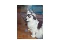 2 Katze - Mischlingskatzen - Bild 1
