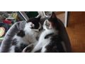 2 Katze - Mischlingskatzen - Bild 2
