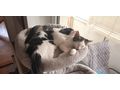 2 Katze - Mischlingskatzen - Bild 3
