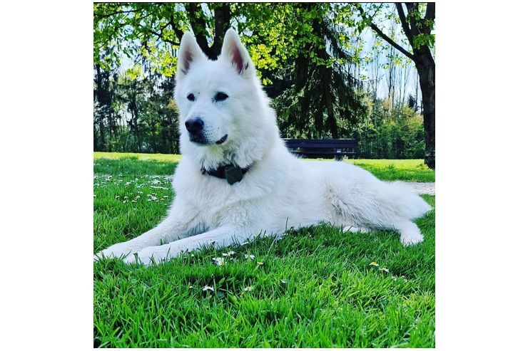Sibirischer Husky Weier Schferhund Mix - Mischlingshunde - Bild 1
