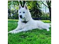 Sibirischer Husky Weier Schferhund Mix - Mischlingshunde - Bild 1