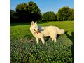 Sibirischer Husky Weier Schferhund Mix - Mischlingshunde - Bild 2
