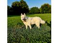 Sibirischer Husky Weier Schferhund Mix - Mischlingshunde - Bild 3