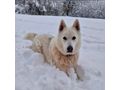 Sibirischer Husky Weier Schferhund Mix - Mischlingshunde - Bild 4