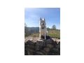 Sibirischer Husky Weier Schferhund Mix - Mischlingshunde - Bild 5