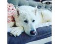 Sibirischer Husky Weier Schferhund Mix - Mischlingshunde - Bild 6