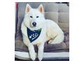 Sibirischer Husky Weier Schferhund Mix - Mischlingshunde - Bild 7