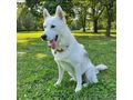 Sibirischer Husky Weier Schferhund Mix - Mischlingshunde - Bild 8