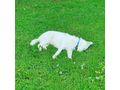 Sibirischer Husky Weier Schferhund Mix - Mischlingshunde - Bild 9