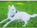Sibirischer Husky Weier Schferhund Mix - Mischlingshunde - Bild 10