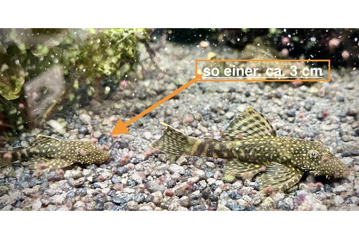 1 Ancistrus Harnischwels - Fische - Bild 1