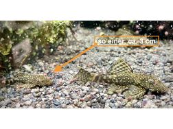 1 Ancistrus Harnischwels - Fische - Bild 1
