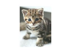Vergebe Verspielte Katzenbabys - Mischlingskatzen - Bild 1