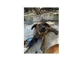 Mischlingshndin 6monate O - Mischlingshunde - Bild 1