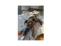 Mischlingshndin 6monate O - Mischlingshunde - Bild 2