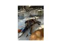 Mischlingshndin 6monate O - Mischlingshunde - Bild 5