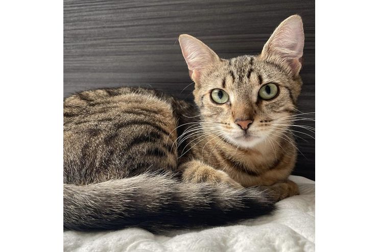 Katze BERRY - Mischlingskatzen - Bild 1
