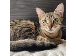 Katze BERRY - Mischlingskatzen - Bild 1